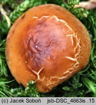 Hebeloma theobrominum