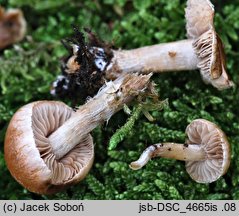 Hebeloma theobrominum