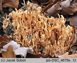 Ramaria flavescens