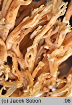 Ramaria flavescens