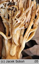 Ramaria flavescens