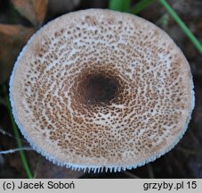 Lepiota pseudolilacea (czubajeczka różowobrązowa)