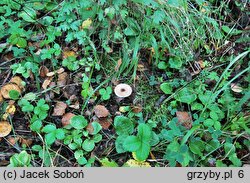 Lepiota pseudolilacea (czubajeczka różowobrązowa)