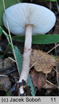 Lepiota pseudolilacea (czubajeczka różowobrązowa)