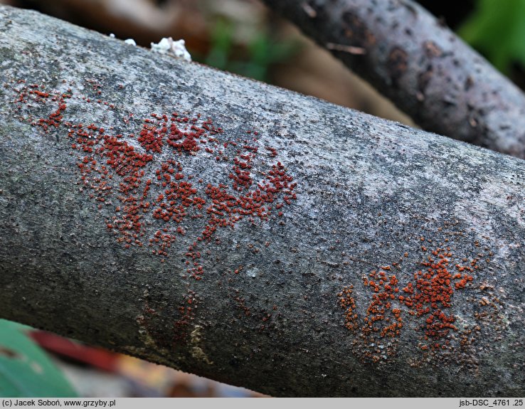 Neonectria coccinea