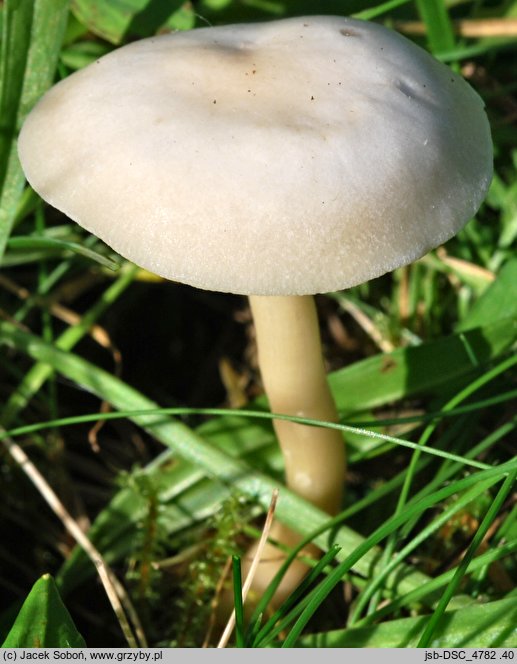 Clitocybe agrestis (lejkówka wąskoblaszkowa)