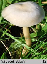 Clitocybe agrestis (lejkówka wąskoblaszkowa)