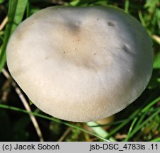 Clitocybe agrestis (lejkówka wąskoblaszkowa)