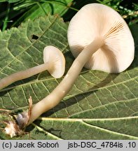 Clitocybe agrestis (lejkówka wąskoblaszkowa)