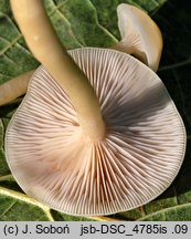 Clitocybe agrestis (lejkówka wąskoblaszkowa)