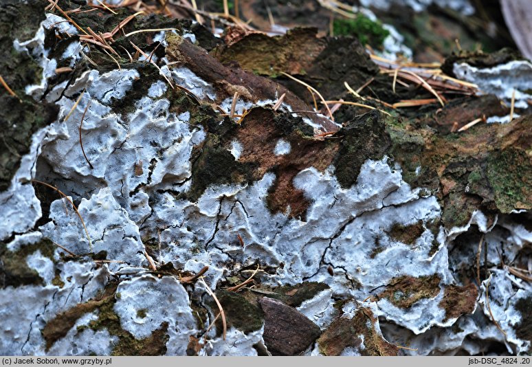 Fibulomyces mutabilis (spinkowiec zmienny)