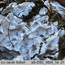 Fibulomyces mutabilis (spinkowiec zmienny)