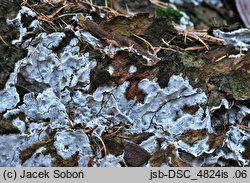 Fibulomyces mutabilis (spinkowiec zmienny)