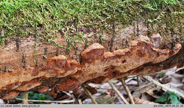 Phellinus lundellii (czyreń wąskoszczecinkowy)