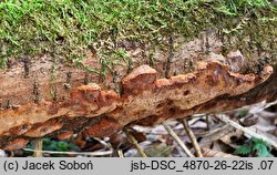 Phellinus lundellii (czyreń wąskoszczecinkowy)