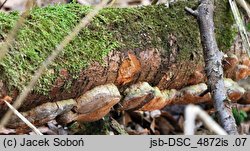 Phellinus lundellii (czyreń wąskoszczecinkowy)