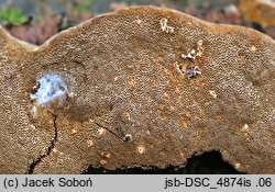 Phellinus lundellii (czyreń wąskoszczecinkowy)