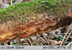 Phellinus lundellii (czyreń wąskoszczecinkowy)