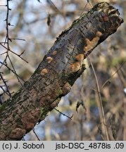 Phellinus lundellii (czyreń wąskoszczecinkowy)