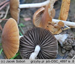 Psathyrella olympiana (kruchaweczka czerwonobrązowa)