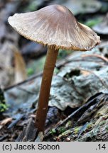 Mycena silvae-nigrae