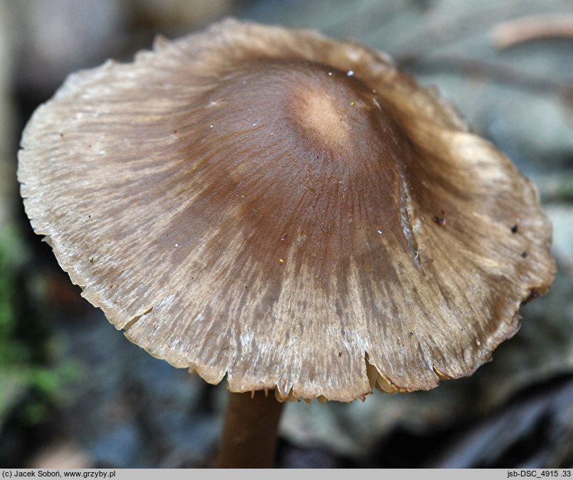 Mycena silvae-nigrae