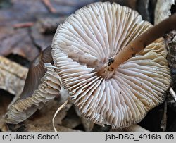 Mycena silvae-nigrae