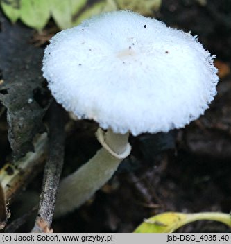 Leucoagaricus sericifer f. sericifer