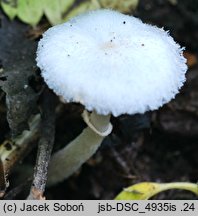 Leucoagaricus sericifer f. sericifer