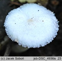 Leucoagaricus sericifer f. sericifer