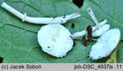 Leucoagaricus sericifer f. sericifer