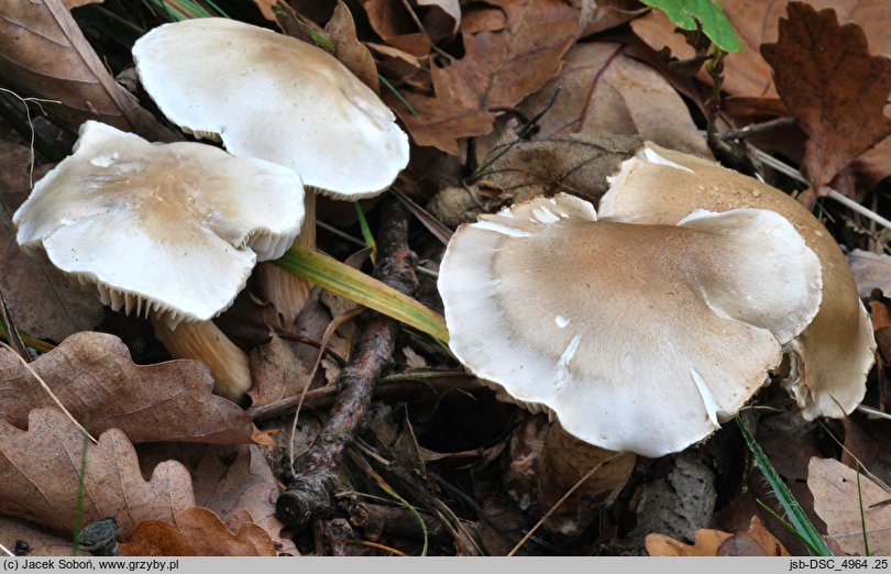 Tricholoma boudieri