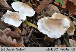 Tricholoma boudieri