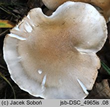 Tricholoma boudieri