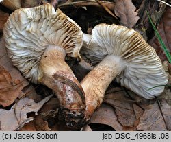 Tricholoma boudieri