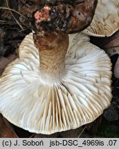 Tricholoma boudieri