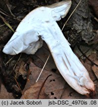 Tricholoma boudieri