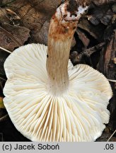 Tricholoma boudieri