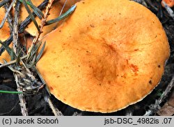 Lactarius aurantiofulvus