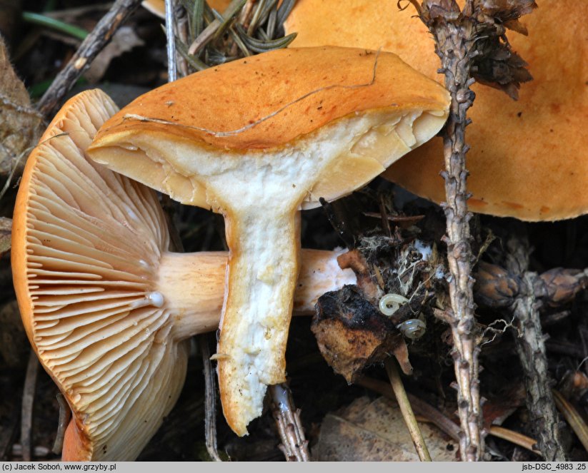 Lactarius aurantiofulvus