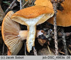 Lactarius aurantiofulvus