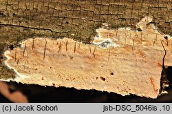 Dichostereum durum (widłoszczetka twarda)