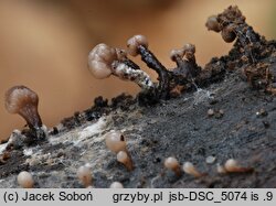 Ascocoryne albida (galaretnica biaława)