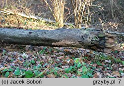 Stereum rugosum (skórnik pomarszczony)