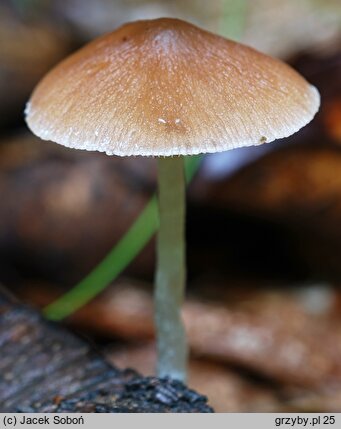 Psathyrella atomatoides