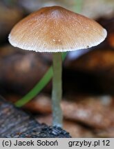 Psathyrella atomatoides