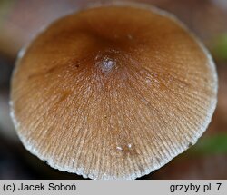 Psathyrella atomatoides