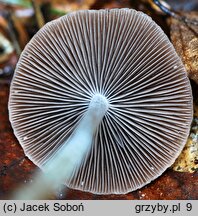 Psathyrella atomatoides