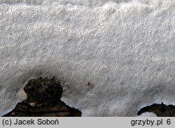 Resinoporia crassa (jamkówka gruba)