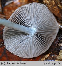 Psathyrella atomatoides